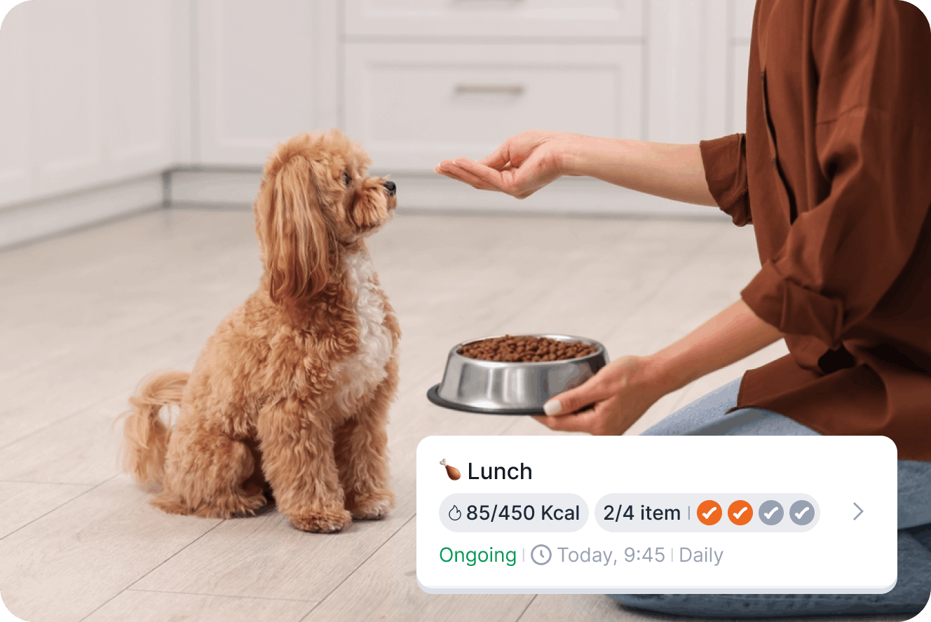 Person serving premium food to a golden retriever