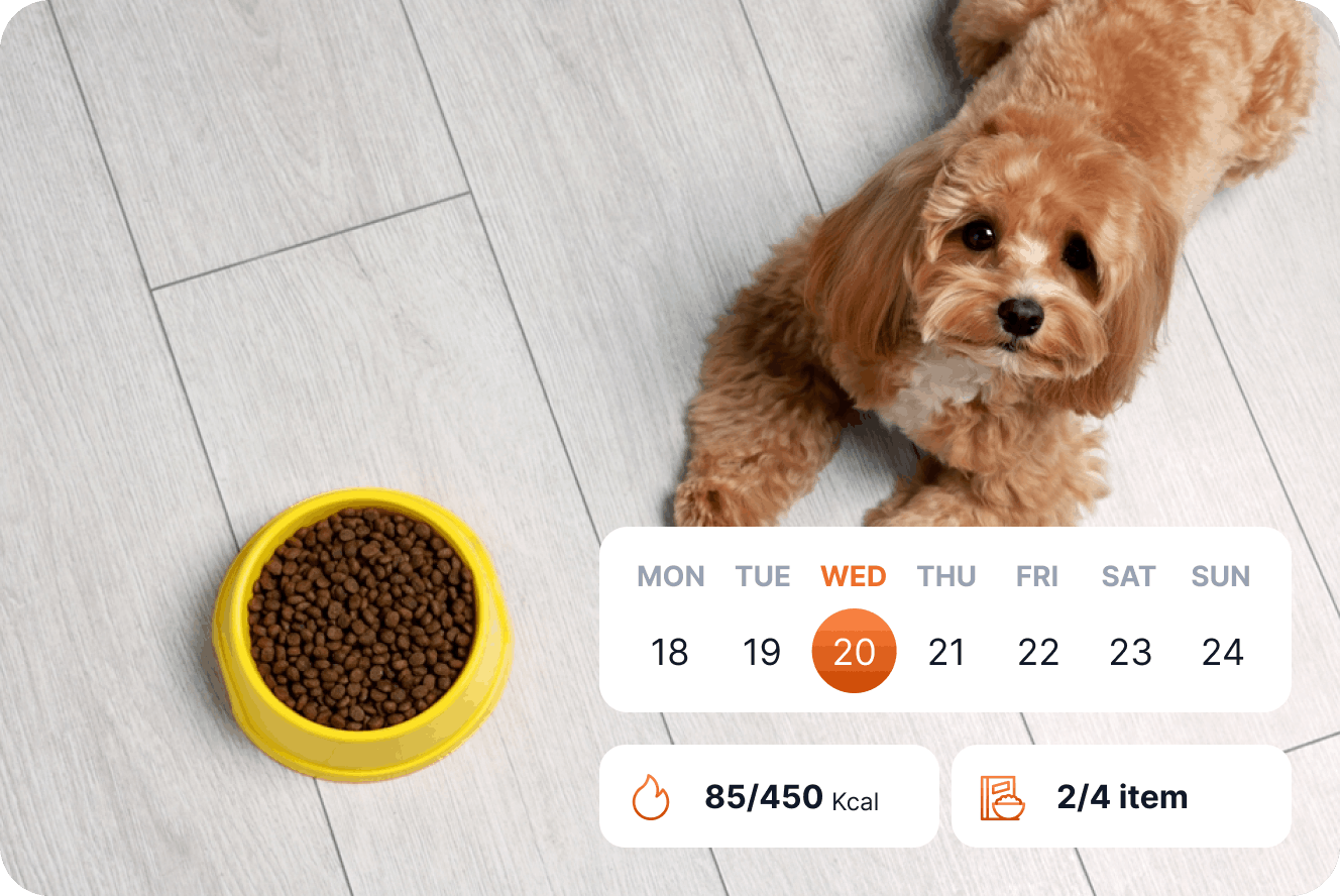 Cat eating from a modern elevated pet food bowl