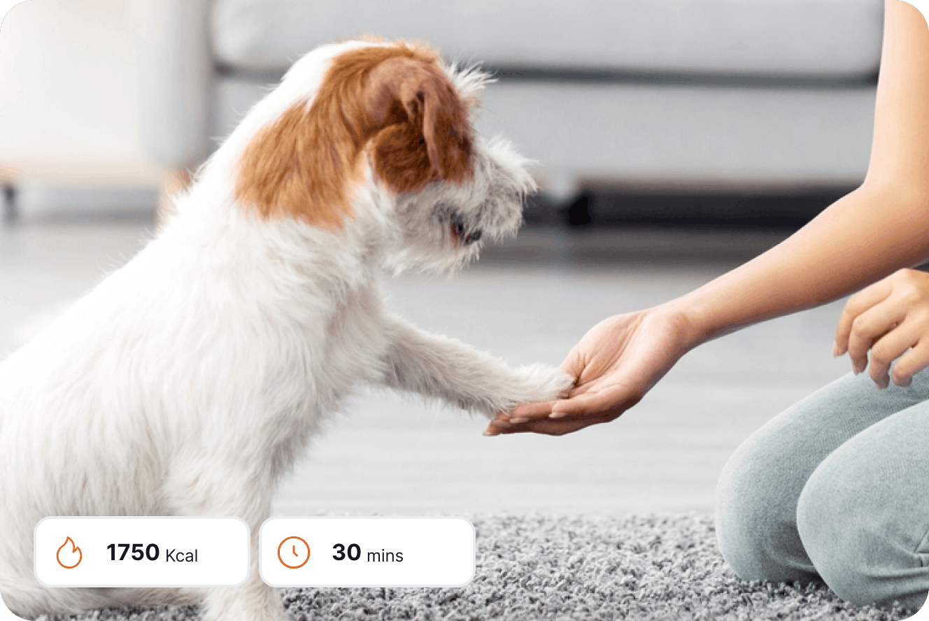 Dog running through an agility course