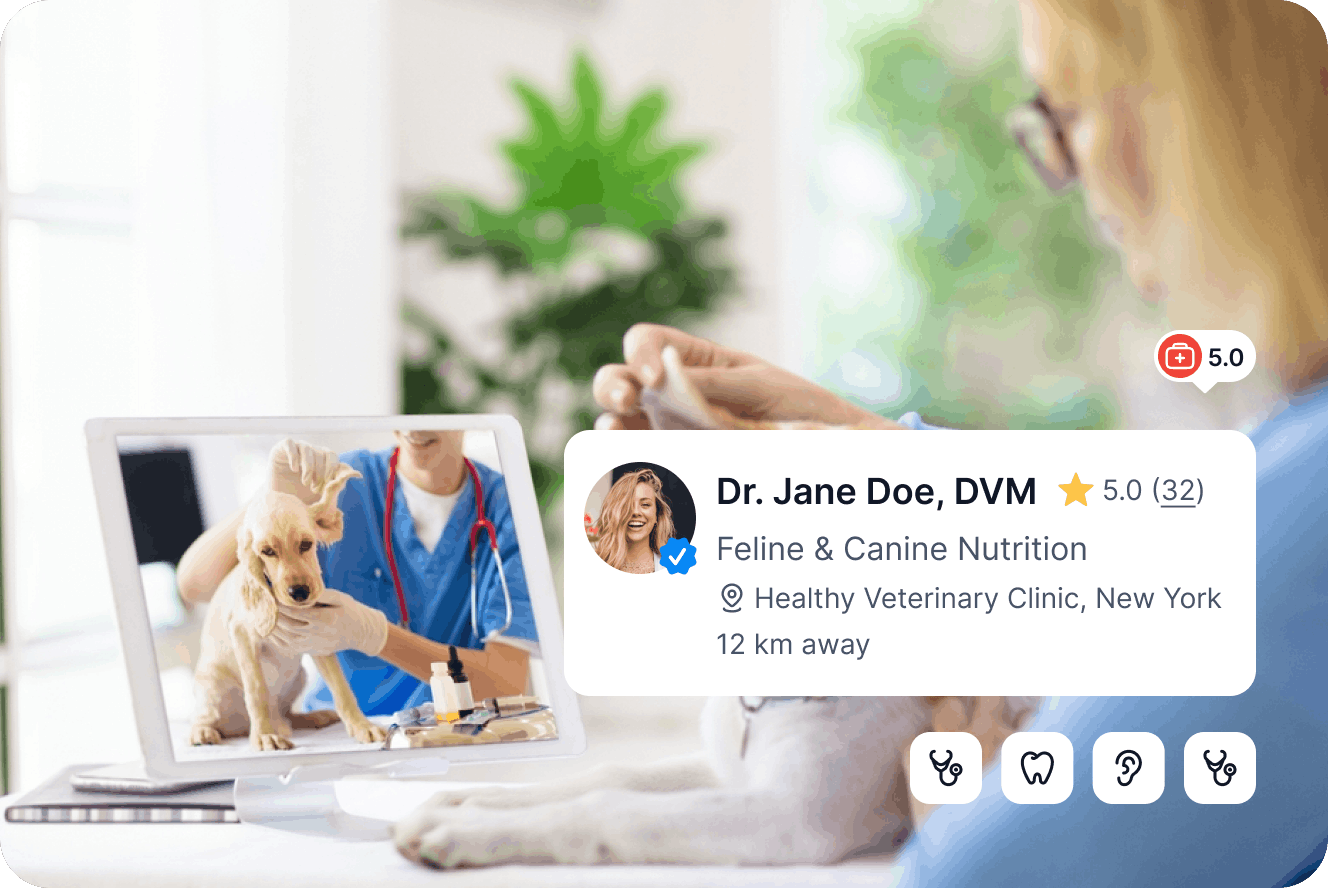 Veterinarian examining a cat in a clinic